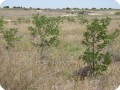 8 Successful Pine tree  Pinus nigra  plantation with the Groasis biodegradable Waterboxx in Los Monegros Desert Zaragosa