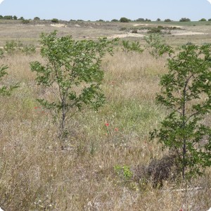 8 Successful Pine tree  Pinus nigra  plantation with the Groasis biodegradable Waterboxx in Los Monegros Desert Zaragosa