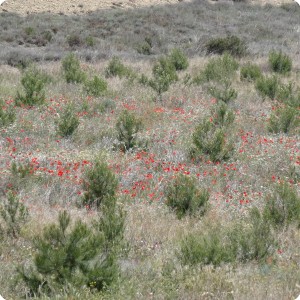 9 Once the trees create a good micro climate other plants start to grow too