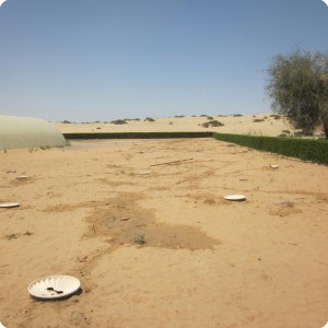 1. Planting with the Waterboxx in Dubai