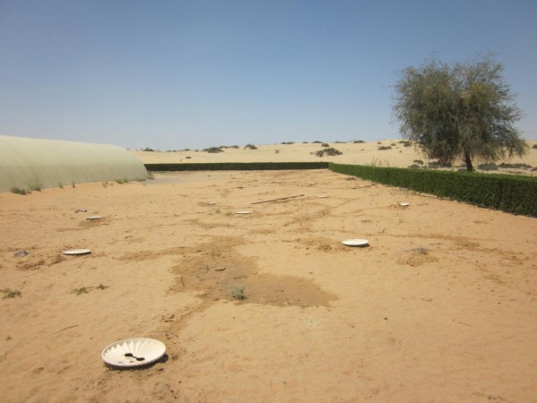 1. Planting with the Waterboxx in Dubai