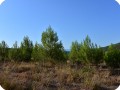 10 The trees look big and healthy  thanks to the Waterboxx plant cocoon 