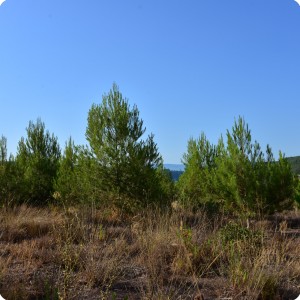 10 The trees look big and healthy  thanks to the Waterboxx plant cocoon 