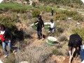 3 All the volunteers are helping with the plantation of the trees