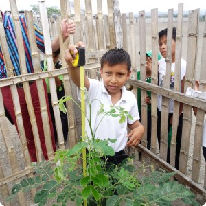 4. Measuring the growth of the trees