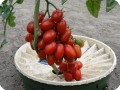 43 Grow bunches with over 25 tomatoes