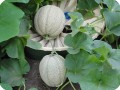 45 A high crop of sweet melons per each Groasis Waterboxx