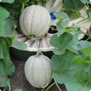 45 A high crop of sweet melons per each Groasis Waterboxx