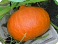 47 Grow your own pumpkins to make soup or for an unforgettable Haloween party