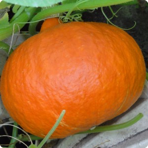 47 Grow your own pumpkins to make soup or for an unforgettable Haloween party