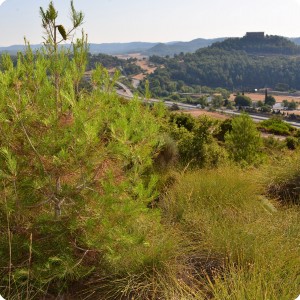 4 The same spot  6 years later. Where once grow just a couple of trees  is now a green blanket