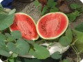 52 Delicious fantastic tasting watermelons make treeplanting cost neutral