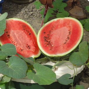 52 Delicious fantastic tasting watermelons make treeplanting cost neutral