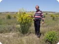 1 2014 Zaragosa Spain Los Monegros Desert 2 year old Spartium junceum with biodegradable Groasis Waterboxx