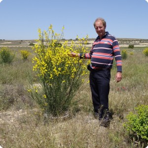 1 2014 Zaragosa Spain Los Monegros Desert 2 year old Spartium junceum with biodegradable Groasis Waterboxx