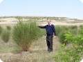2 2015 Zaragosa Spain Los Monegros Desert 3 year old Spartium junceum with biodegradable Groasis Waterboxx