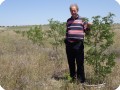 3 2014 Zaragosa Spain Los Monegros Desert 2 year old Robinea pseudoacacia tree with biodegradable Groasis Waterboxx