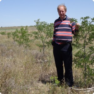 3 2014 Zaragosa Spain Los Monegros Desert 2 year old Robinea pseudoacacia tree with biodegradable Groasis Waterboxx