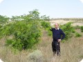 4 2015 Zaragosa Spain Los Monegros Desert 3 year old Robinea pseudoacacia tree with biodegradable Groasis Waterboxx