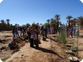 Groasis waterboxx Treeplanting activity in wadi 4 and 5 in Oct 2017