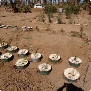 Groasis waterboxx planting in Wadi nr 4 and 5 in Oct 2017  2 