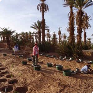 Wadi 1 2 and 3 with Groasis waterboxx s and trees ready for planting Oct 2016