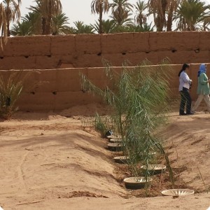 Wadis nr 1 2 and  3 b after 1 year Oct 2017  panorama 2