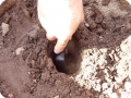 10. Make carefully a planting hole without damaging the capillary system of the soil at the size of the pot of the tree