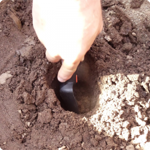 10. Make carefully a planting hole without damaging the capillary system of the soil at the size of the pot of the tree