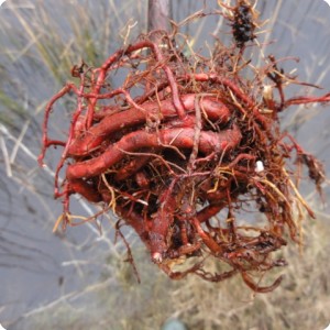 11. Detail of destroyed rounded growing primary root