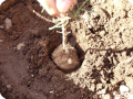 12. The root system is only one centimeter off the   still intact   capillary system of the soil
