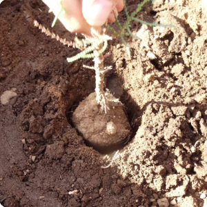 12. The root system is only one centimeter off the   still intact   capillary system of the soil