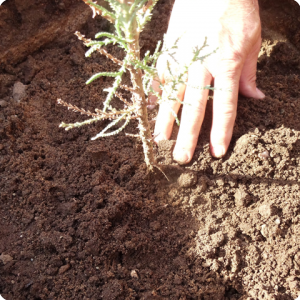 13. Put soil around the tree   do not use your feet to press  this will damage the root system   later you connect the roots to the capillary system with water