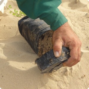 14. This is how you remove the destroyed horizontal growing part of the root