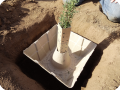 17. The biodegradable BioGrowsafe   is placed around the tree