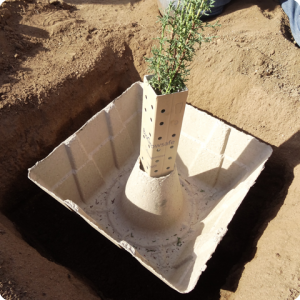 17. The biodegradable BioGrowsafe   is placed around the tree