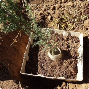 20. Growboxx   filled with a mix of 50  soil and 50  compost