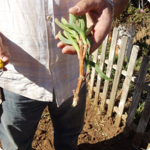 42. You can also plant cuttings in the plant plug   make a fresh cut