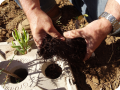 47. Break the roots up to the size of the opening in the cover that has been cut