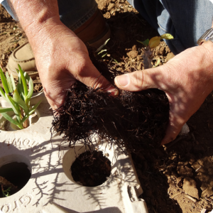 47. Break the roots up to the size of the opening in the cover that has been cut