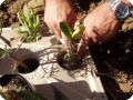 48. The plant s roots inside the box are supported by the soil and compost that we placed in the Growboxx    step 18 