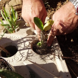 48. The plant s roots inside the box are supported by the soil and compost that we placed in the Growboxx    step 18 