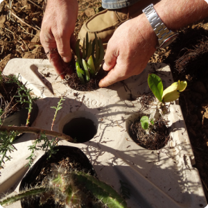 49. You may use healthy pot soil that has been falling off the plant  to close the opening   help it cool down and prevent evaporation