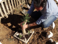 50. Place the BioGrowsafe   around the tree to protect against sun   wind   sand   night frosts and grazing animals