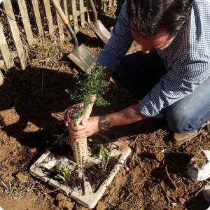 50. Place the BioGrowsafe   around the tree to protect against sun   wind   sand   night frosts and grazing animals