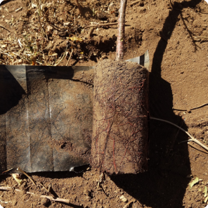 9. By carefully cutting the bag  we keep the root system intact 