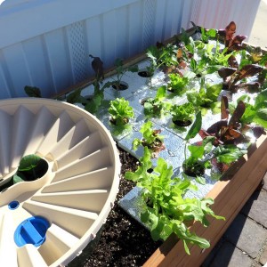 11 The lettuce is growing very well without the help of irrigation