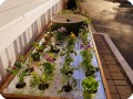 12 The Waterboxx plant cocoon supports many lettuce plants in your garden