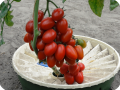 13. Grow bunches with over 25 tomatoes