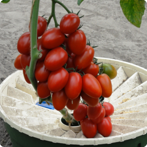 13. Grow bunches with over 25 tomatoes